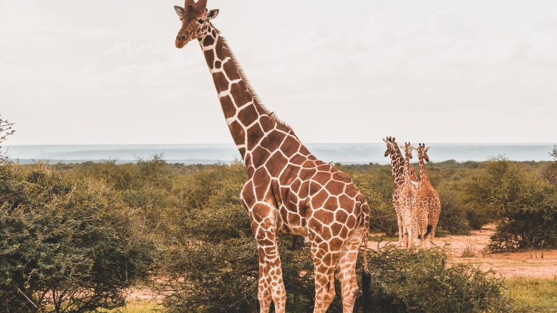 La vita delle giraffe è in pericolo! Ecco perché questi animali meravigliosi rischiano di estinguersi