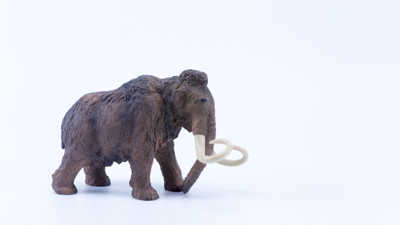 Elefanti o mammut? La linea tra presente e passato si sfuma!